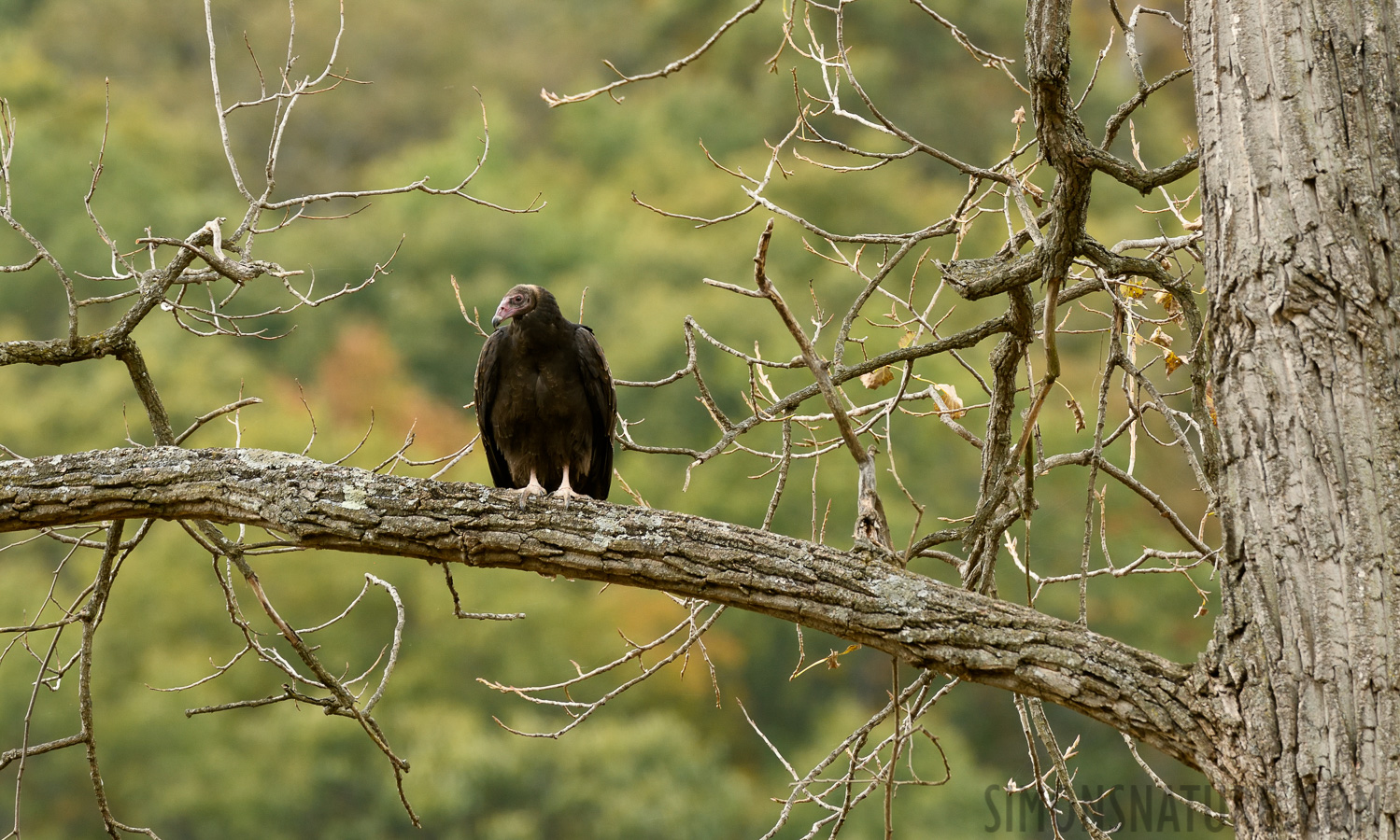 Cathartes aura septentrionalis [380 mm, 1/160 Sek. bei f / 8.0, ISO 500]